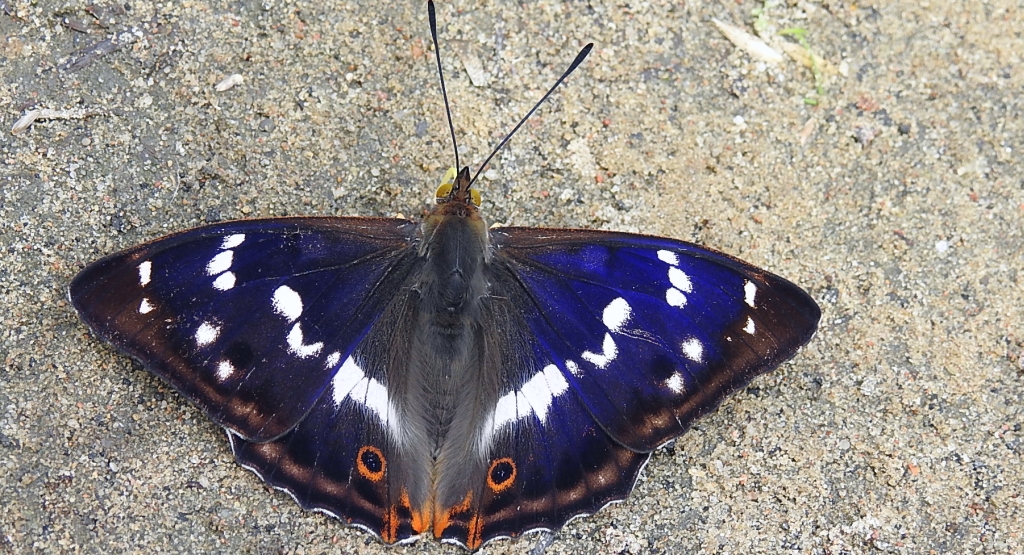 Mieniak tęczowiec (Apatura iris)