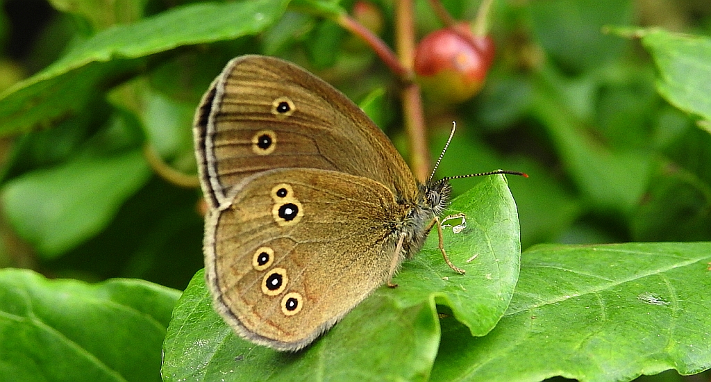 Przestrojnik trawnik (Aphantopus hyperantus)