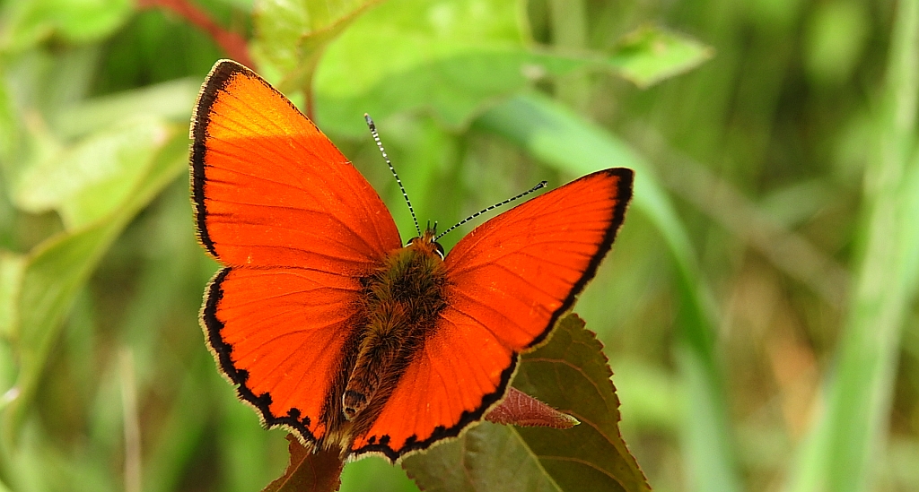 Czerwończyk dukacik (Lycaena virgaureae)
