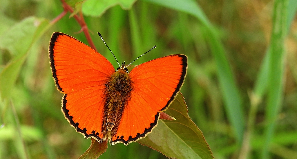 Czerwończyk dukacik (Lycaena virgaureae)