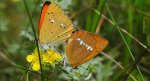 Czerwończyk dukacik (Lycaena virgaureae)