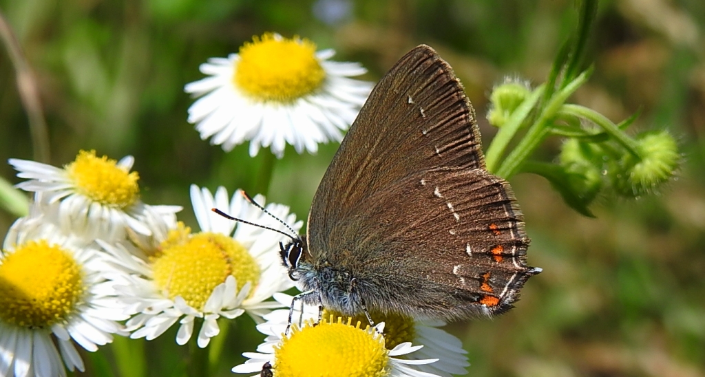 Ogończyk ostrokrzewowiec (Satyrium ilicis)