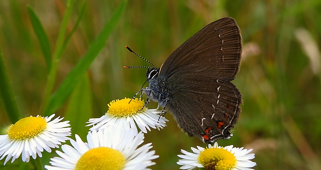 Ogończyk ostrokrzewowiec (Satyrium ilicis)
