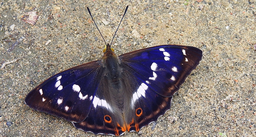 Mieniak tęczowiec (Apatura iris)
