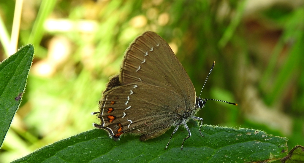 Ogończyk ostrokrzewowiec (Satyrium ilicis)