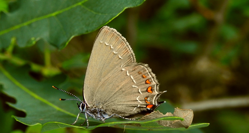 Ogończyk ostrokrzewowiec (Satyrium ilicis)