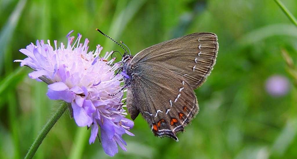 Ogończyk ostrokrzewowiec (Satyrium ilicis)