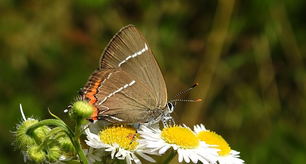 Ogończyk wiązowiec (Satyrium w-album)