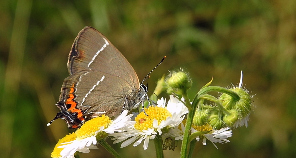 Ogończyk wiązowiec (Satyrium w-album)
