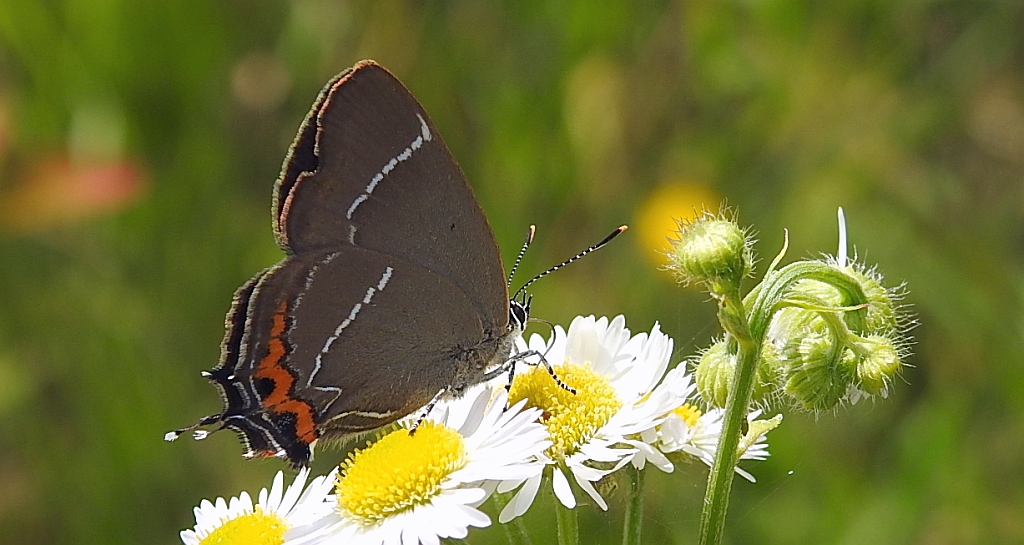 Ogończyk wiązowiec (Satyrium w-album)