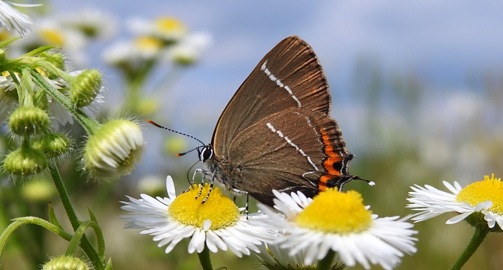 Ogończyk wiązowiec (Satyrium w-album)