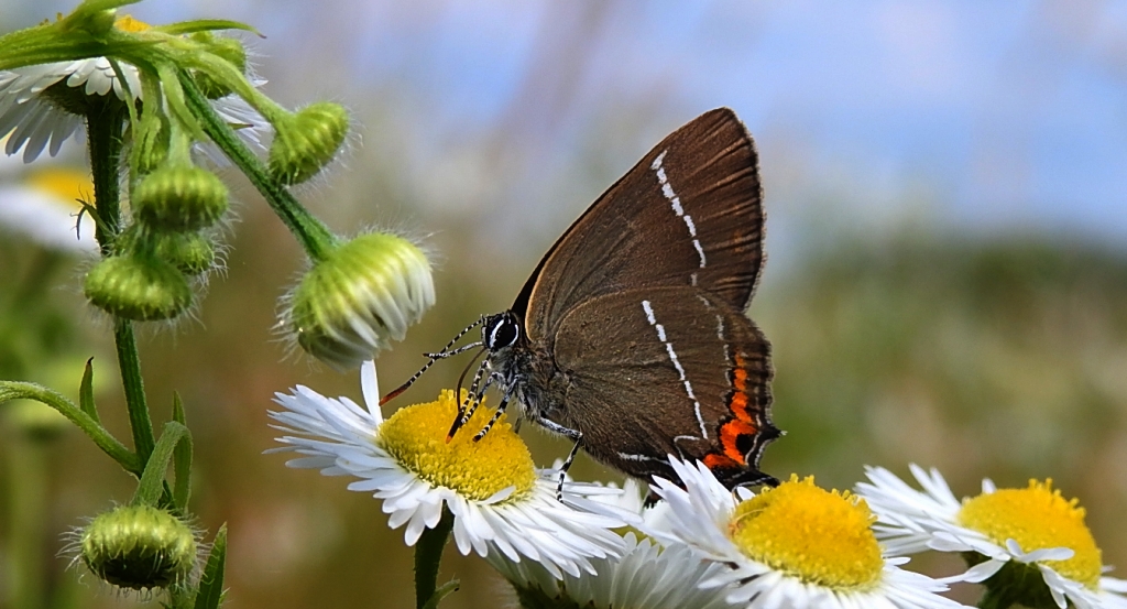 Ogończyk wiązowiec (Satyrium w-album)