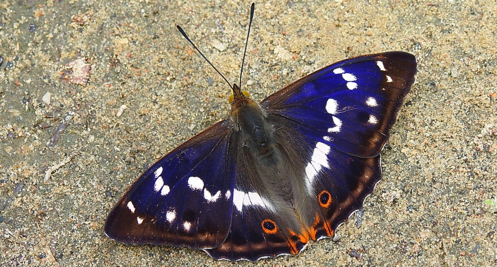 Mieniak tęczowiec (Apatura iris)