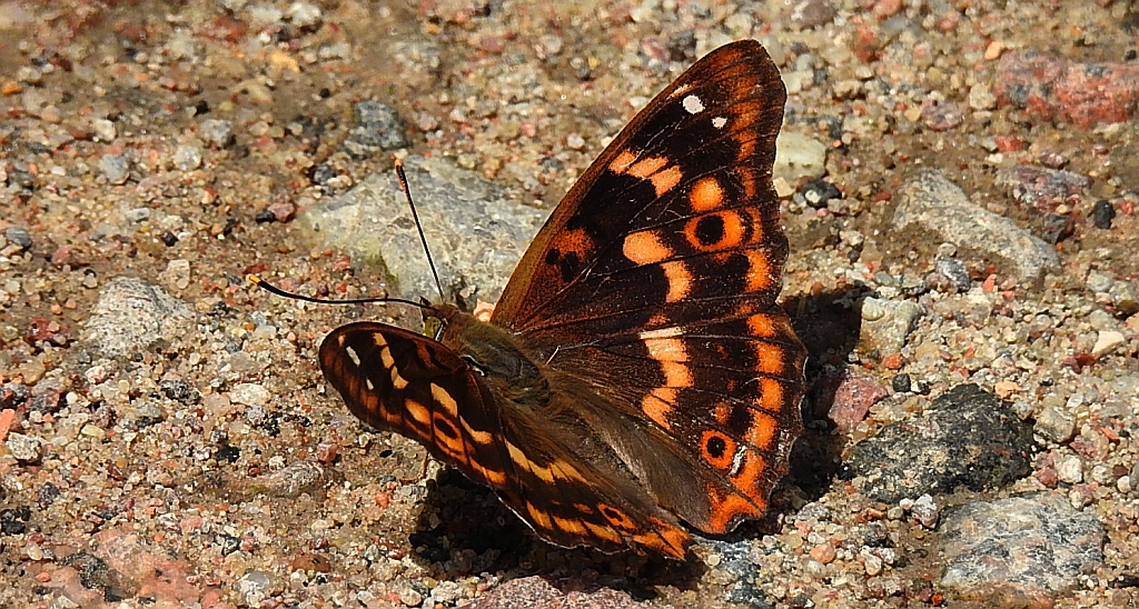 Mieniak strużnik (Apatura ilia f. clytie )