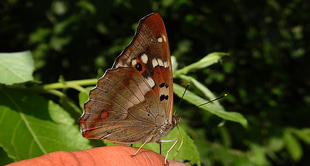 Mieniak strużnik (Apatura ilia)