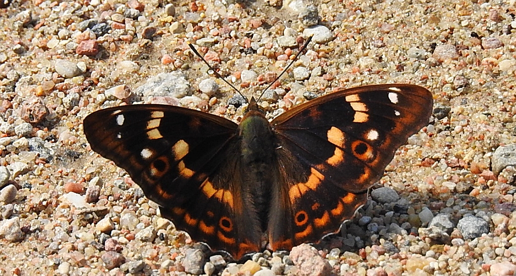Mieniak strużnik (Apatura ilia f. clytie )