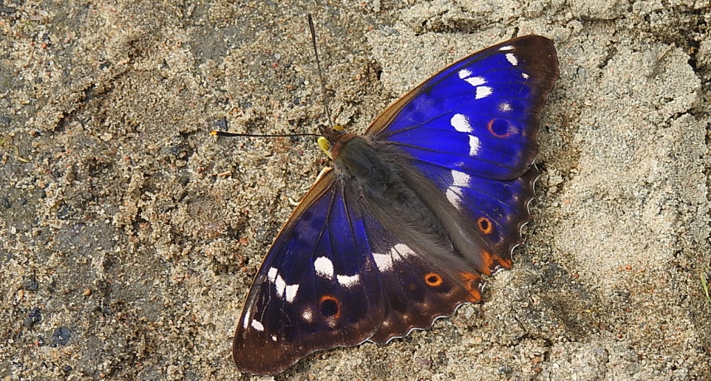 Mieniak strużnik (Apatura ilia)