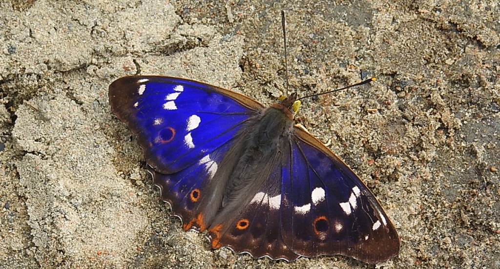 Mieniak strużnik (Apatura ilia)