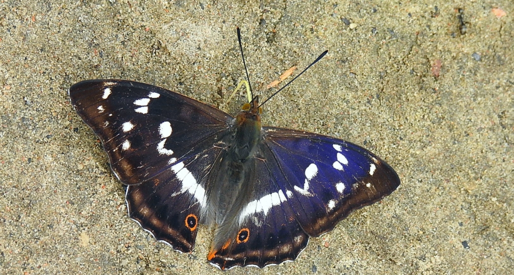 Mieniak tęczowiec (Apatura iris)