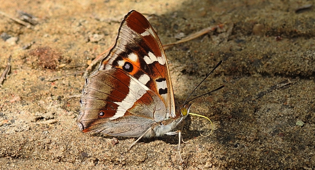 Mieniak tęczowiec (Apatura iris)