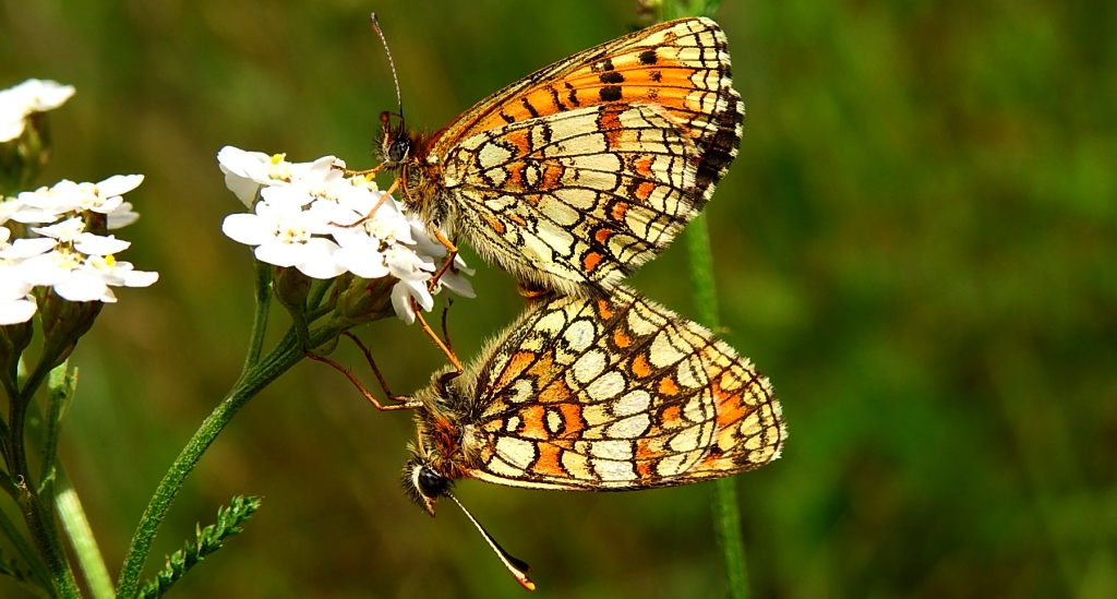 Przeplatka aurelia (Melitaea aurelia)