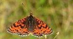 Przeplatka didyma (Melitaea didyma)