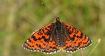 Przeplatka didyma (Melitaea didyma)