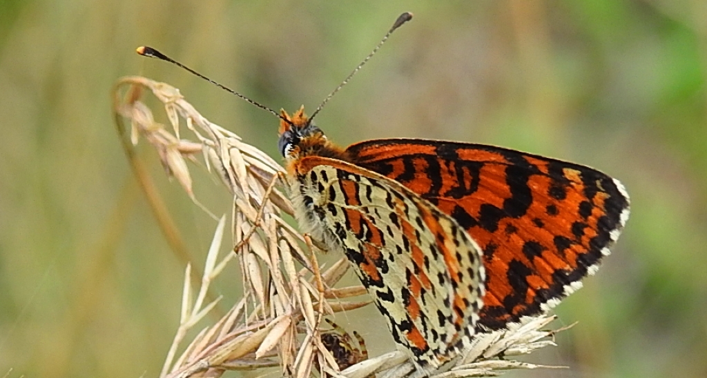 Przeplatka didyma (Melitaea didyma)