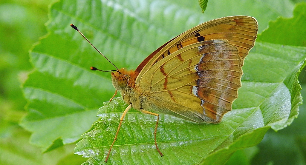 Dostojka laodyce (Argynnis laodice)