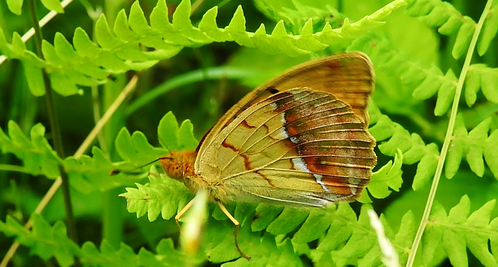 Dostojka laodyce (Argynnis laodice)