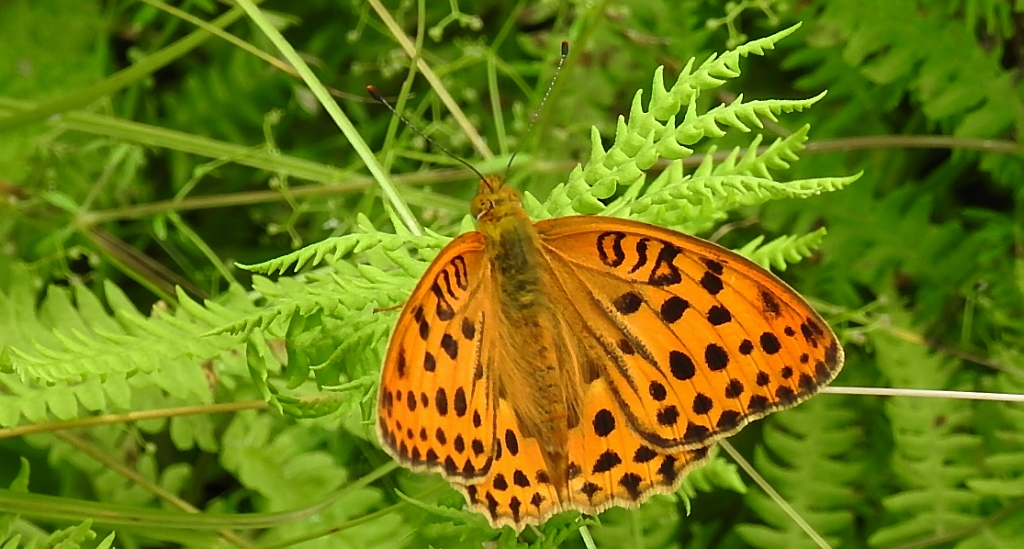 Dostojka laodyce (Argynnis laodice)