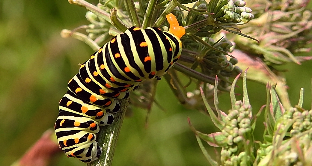 Paź królowej (Papilio machaon)