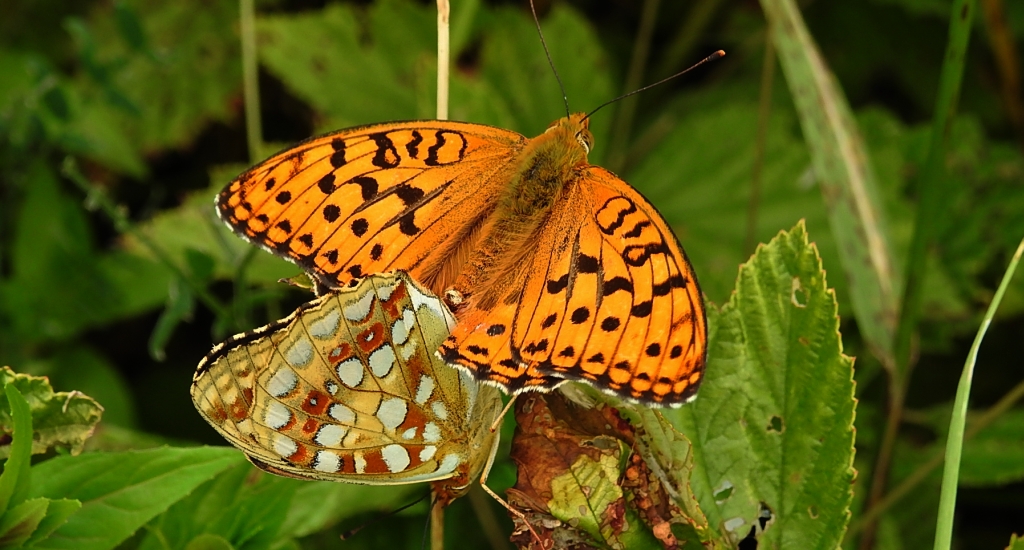 Dostojka adype, perłowiec adype (Argynnis adippe)