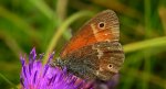 Strzępotek soplaczek (Coenonympha tullia)