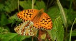 Dostojka adype, perłowiec adype (Argynnis adippe)
