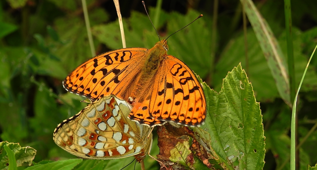 Dostojka adype, perłowiec adype (Argynnis adippe)