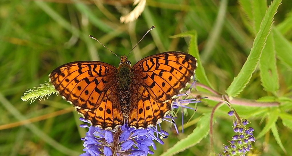 Dostojka ino (Brenthis ino)