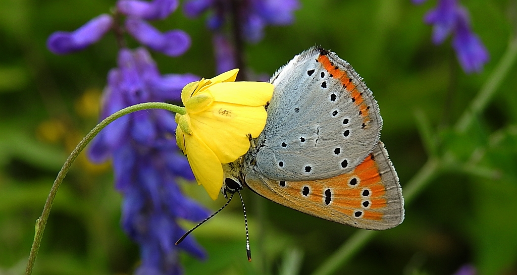 Czerwończyk nieparek, czerwończyk większy (Lycaena dispar)