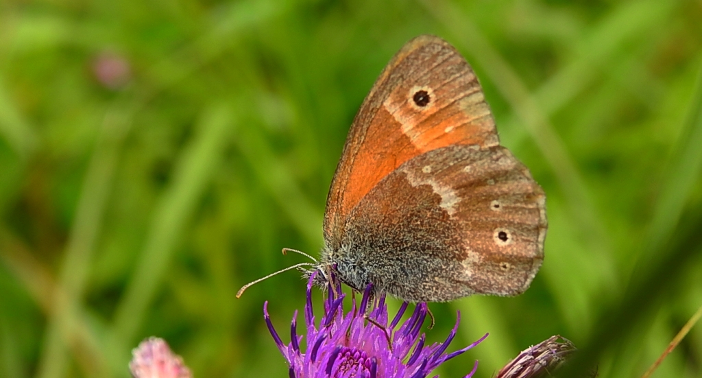 Strzępotek soplaczek (Coenonympha tullia)