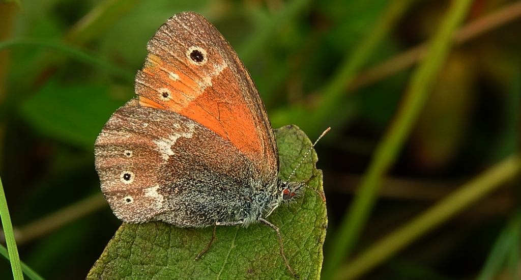 Strzępotek soplaczek (Coenonympha tullia)
