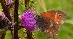 Strzępotek soplaczek (Coenonympha tullia)