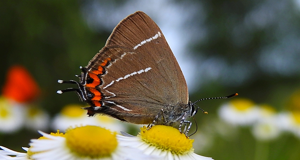 Ogończyk wiązowiec (Satyrium w-album)