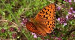 Dostojka niobe (Argynnis niobe)