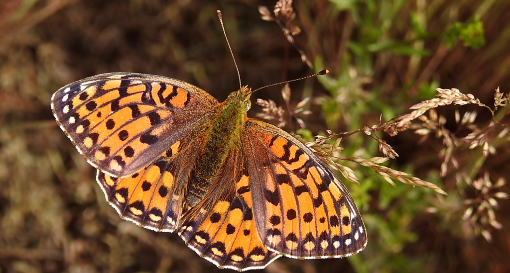 Dostojka aglaja, perłowiec aglaja, (Argynnis aglaja)