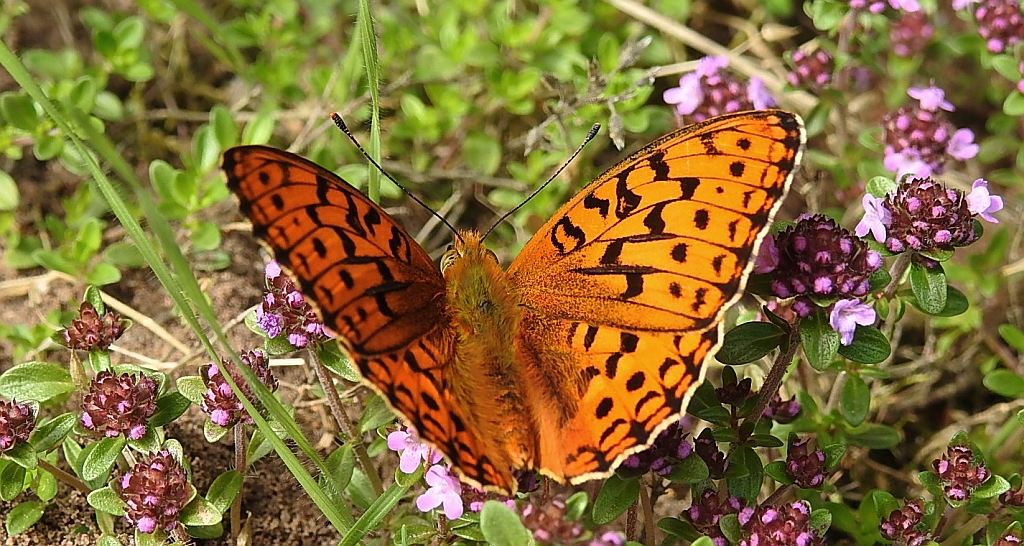 Dostojka niobe (Argynnis niobe)