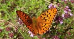 Dostojka niobe (Argynnis niobe)