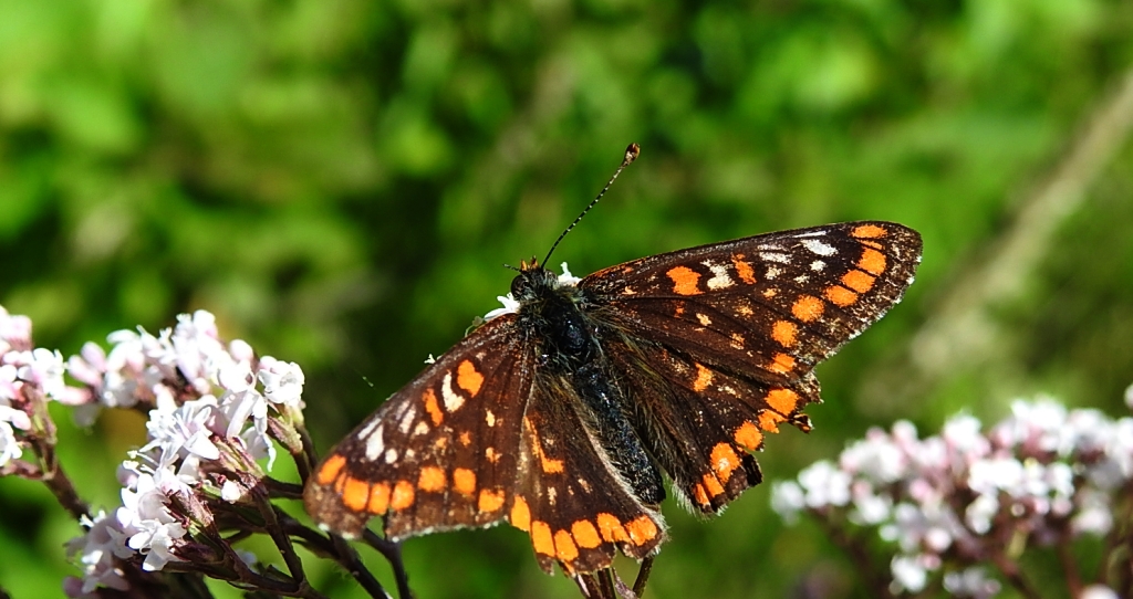 Przeplatka maturna (Euphydryas maturna)
