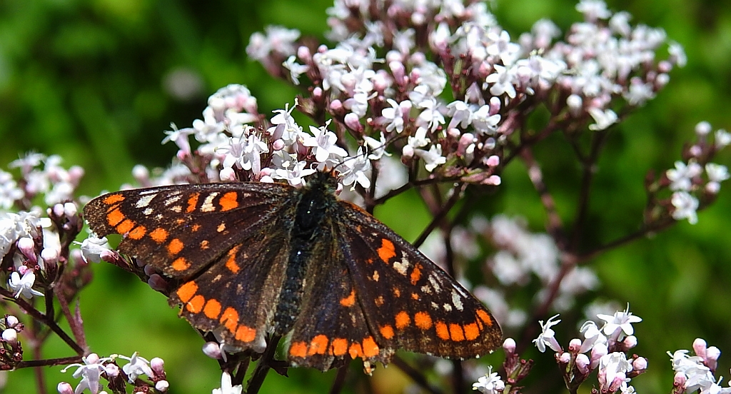 Przeplatka maturna (Euphydryas maturna)