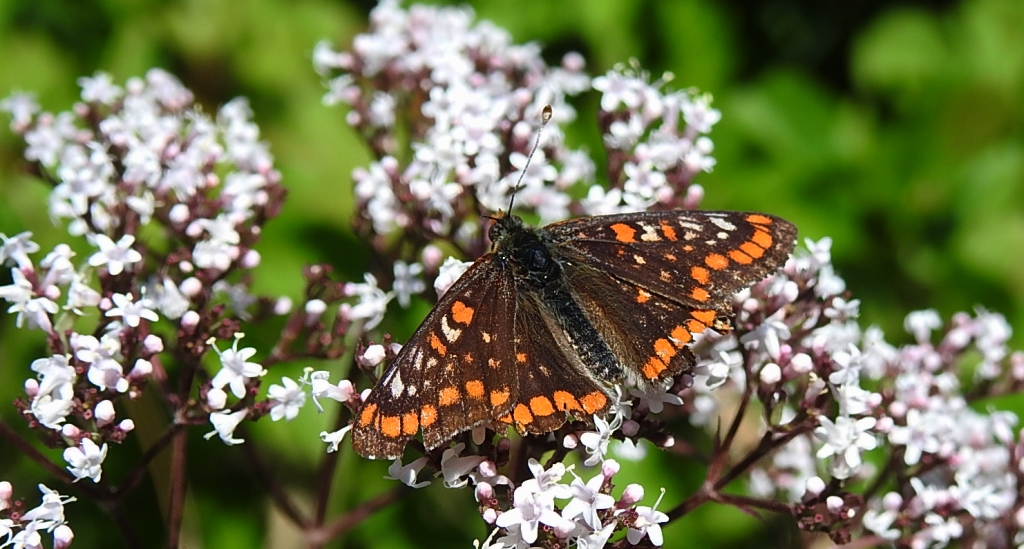 Przeplatka maturna (Euphydryas maturna)