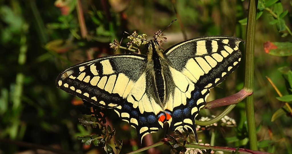 Paź królowej (Papilio machaon)